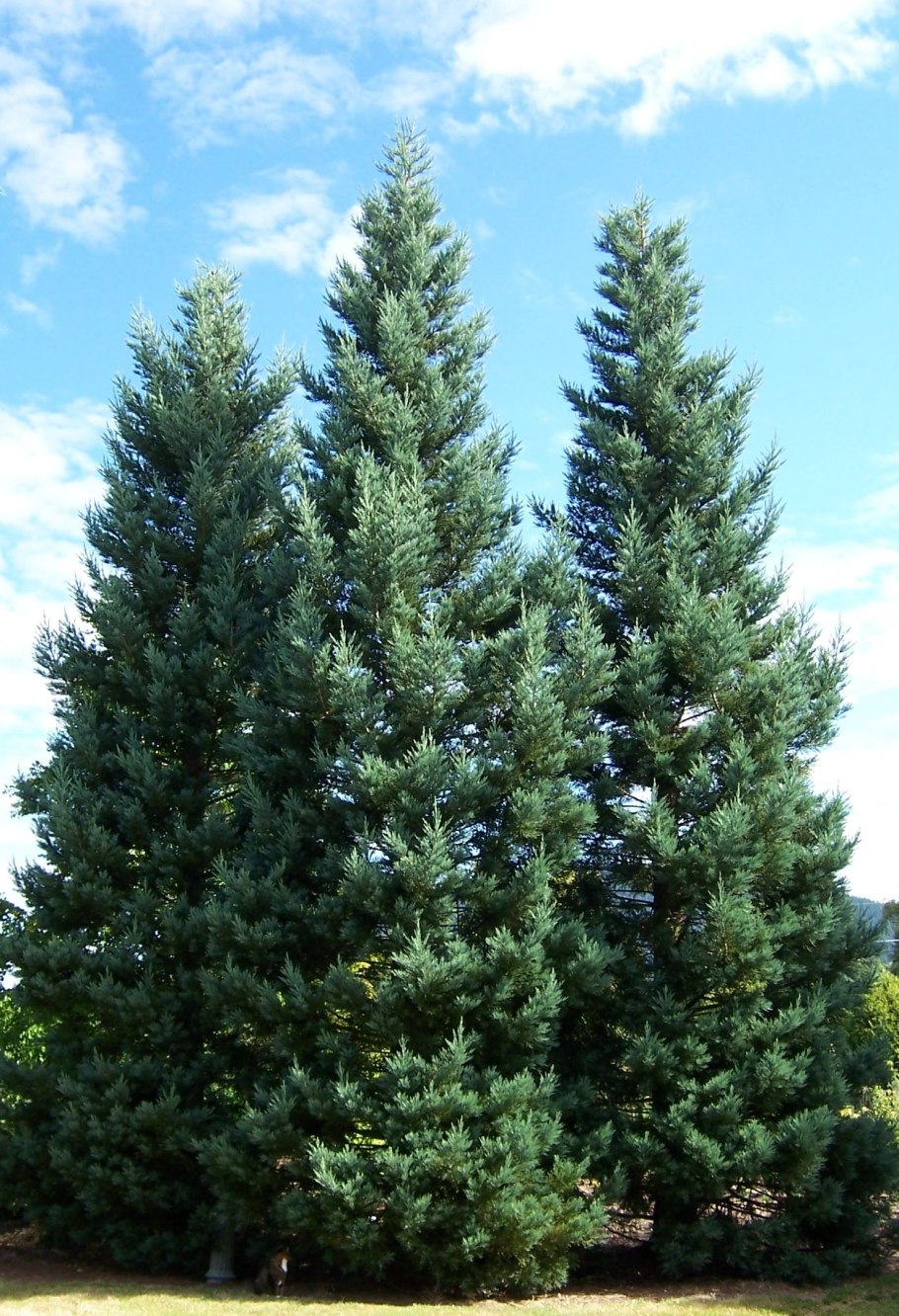 Sequoiadendron gig. 'French Beauty'