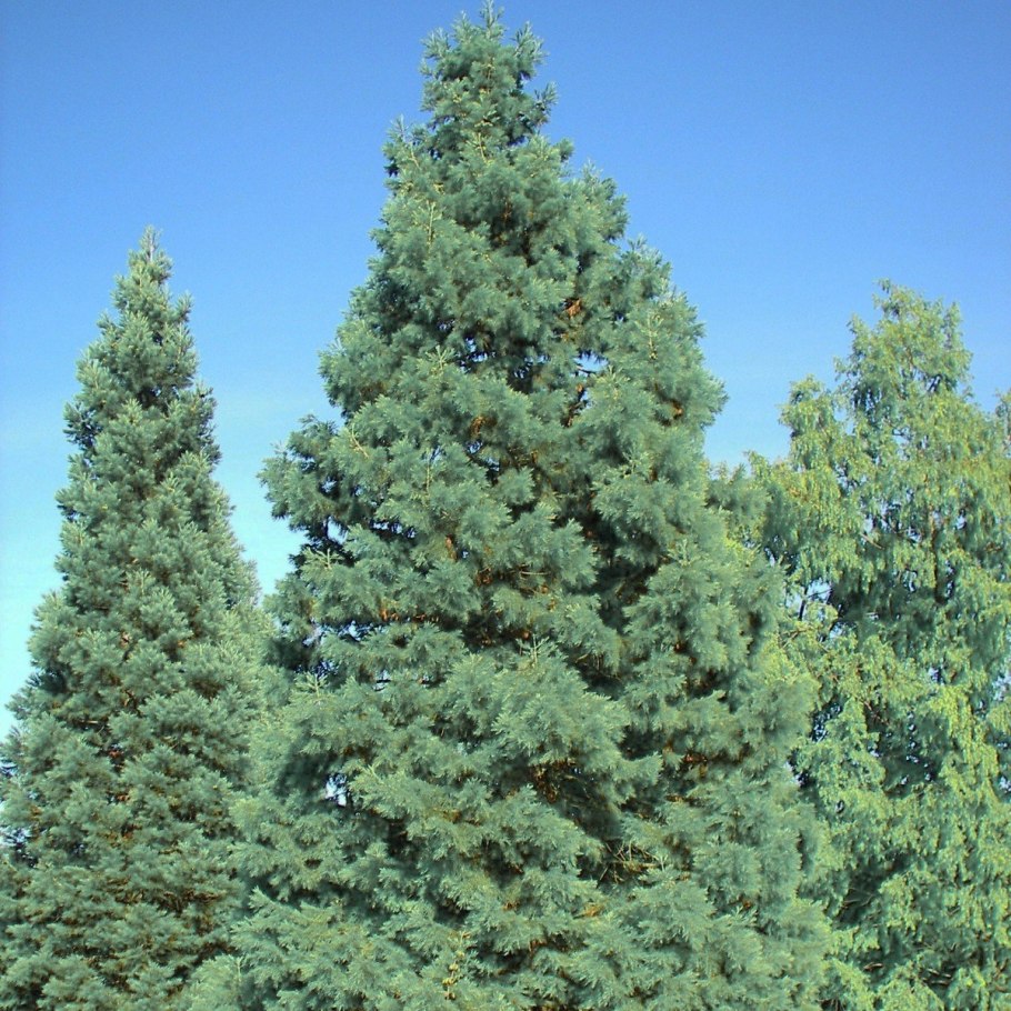 Sequoiadendron giganteum glauca
