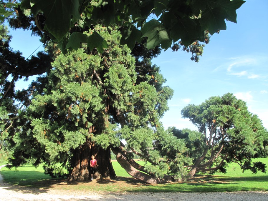 Sequoiadendron giganteum фото