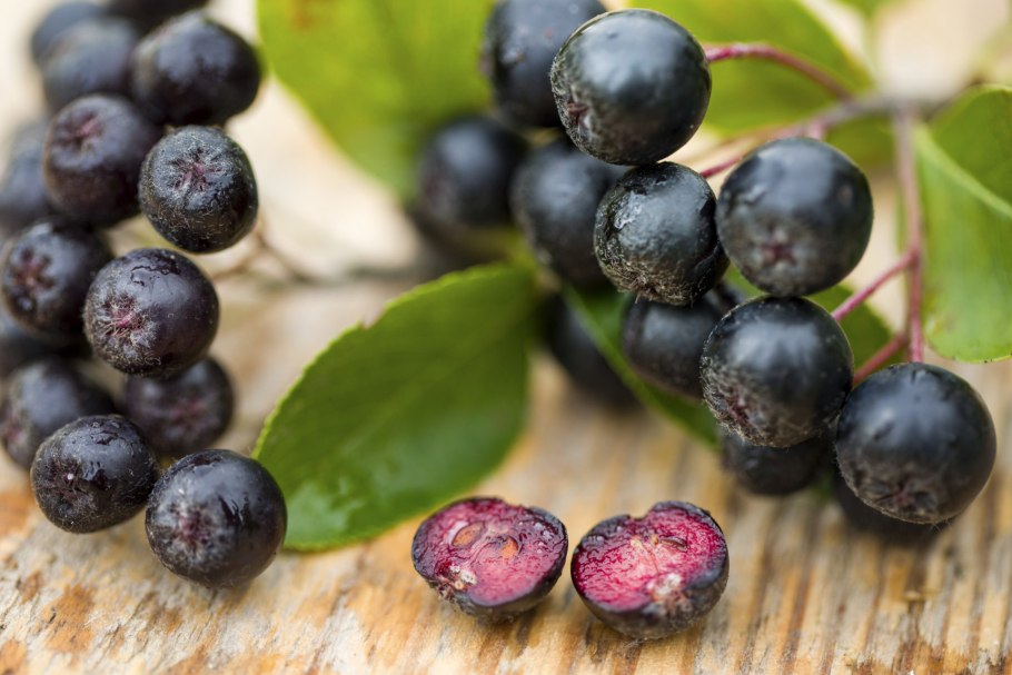 Бузина чёрная (Sambucus nigra l.)