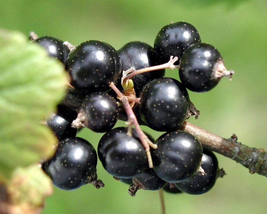 Черноплодная рябина косточки