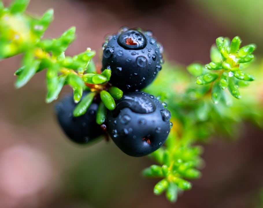 Водяника черная ягода