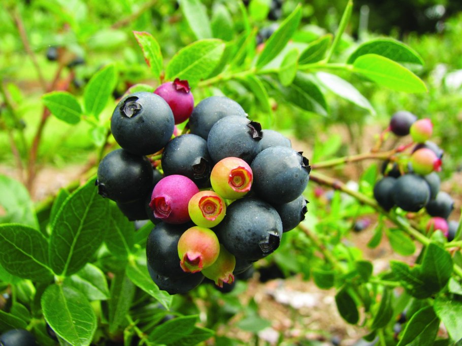 Пыжь Кабардинская ягода