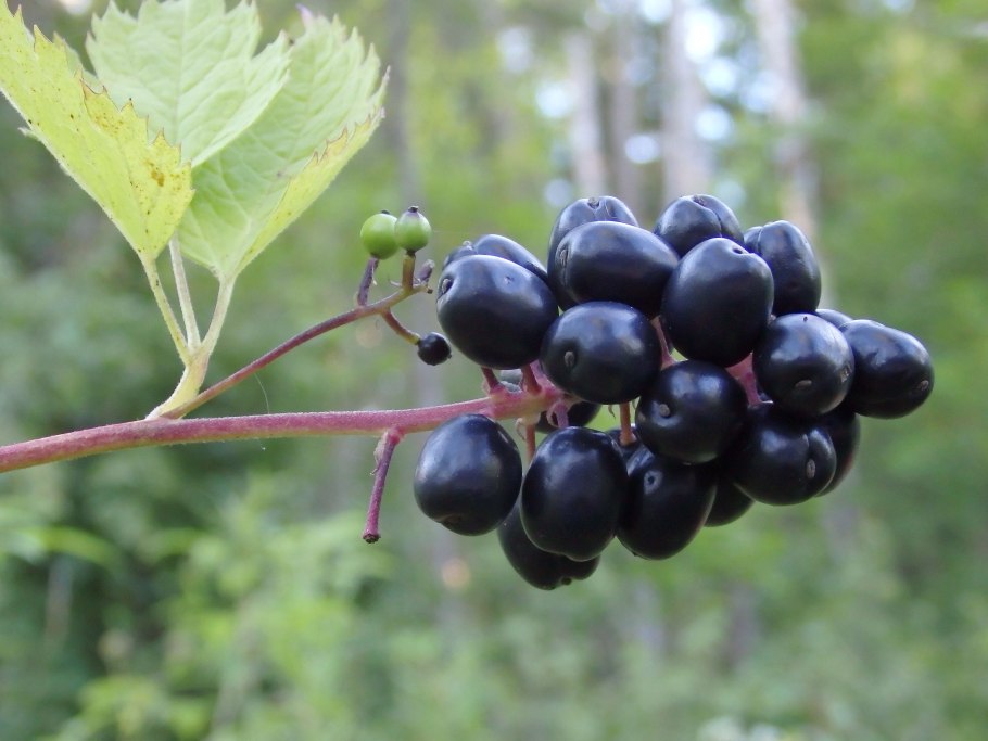 Арктоус Альпийский