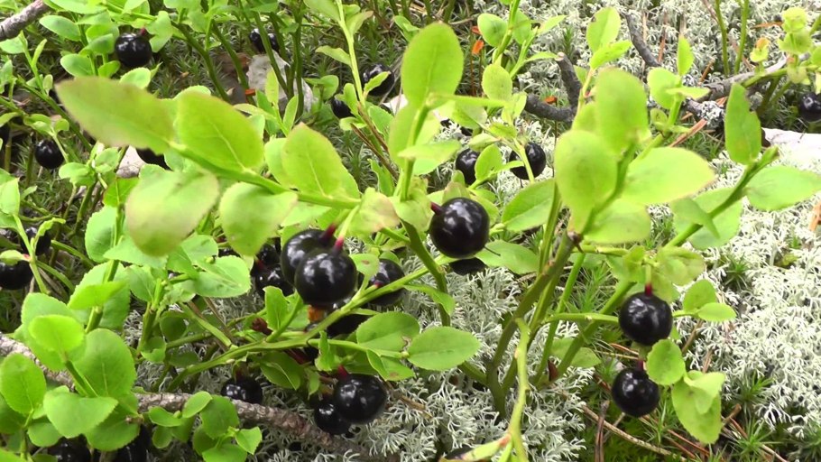 Смородина репис