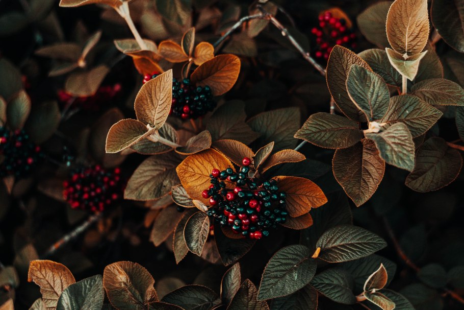 Смородина черная Сибилла