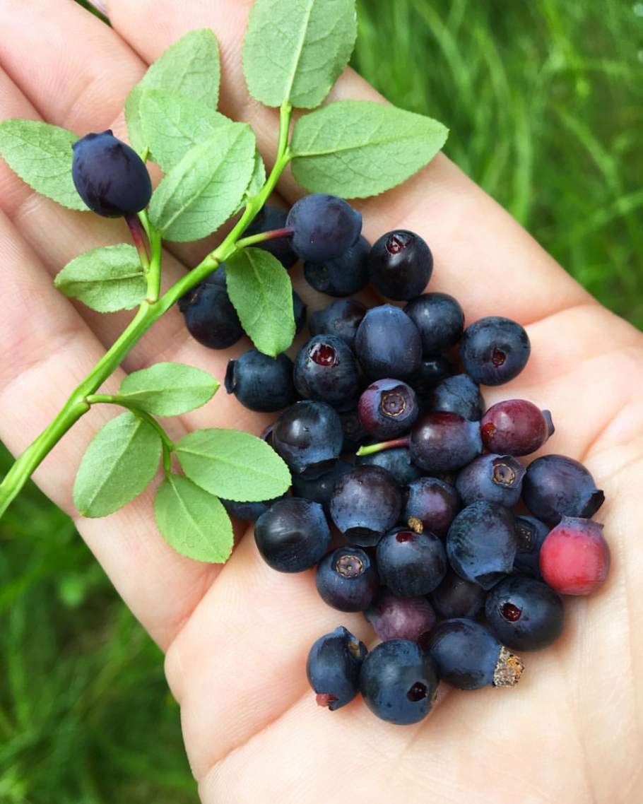 Водяника черная шикша