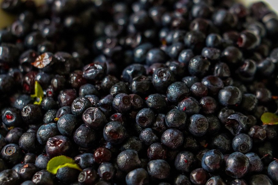 Черника Лесное чудо