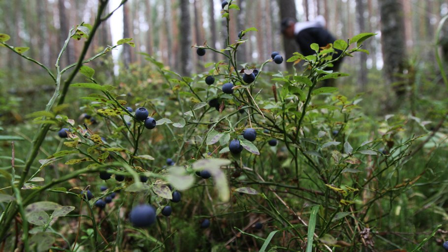 Аро́ния черноплодная