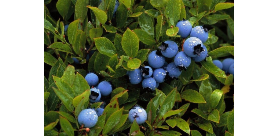 Эмпетрум водяника чёрная