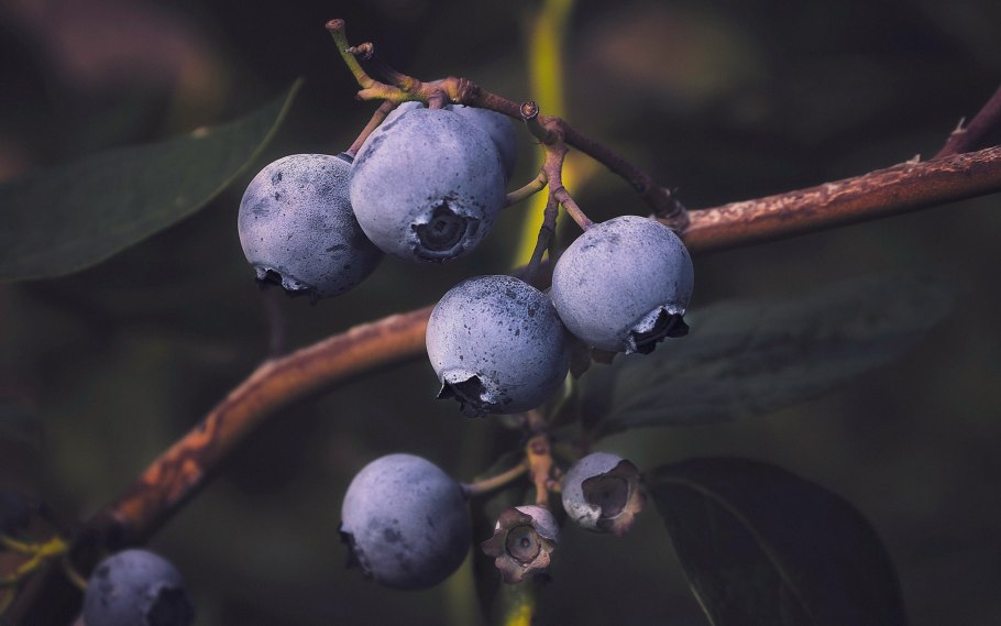 Арония черная Жемчужина