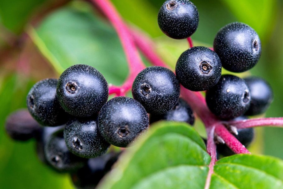 Cornus sanguinea - кизил