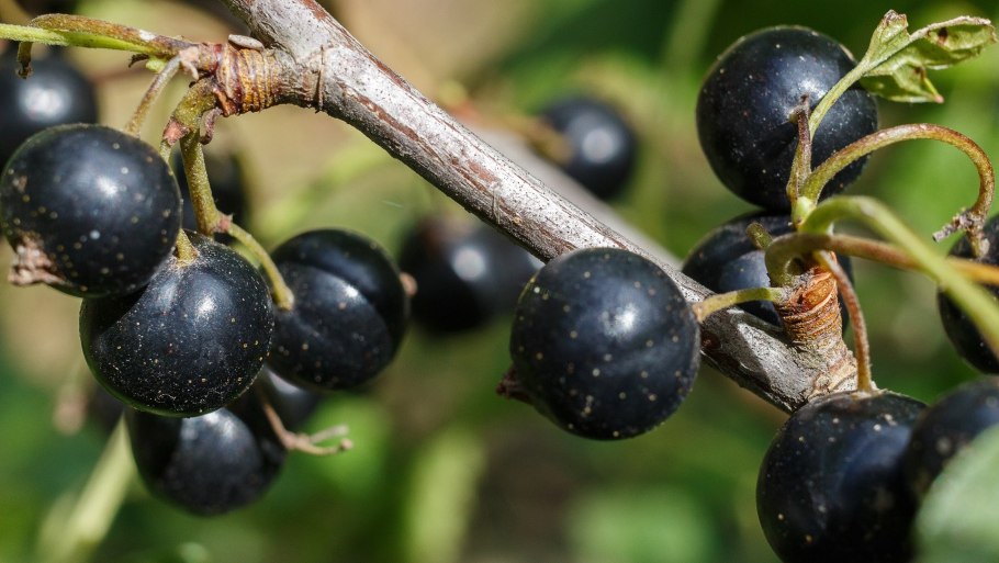 Ягоды Карелии шикша