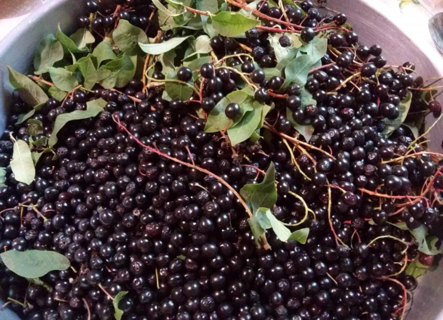 Смородина черная Детскосельская