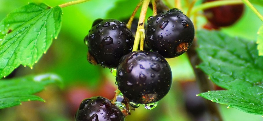 Смородина ильинка