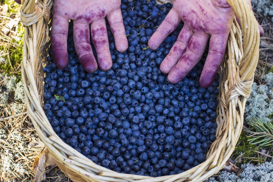 Лаконос американский антрацит