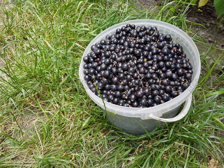 Черная смородина в ведре
