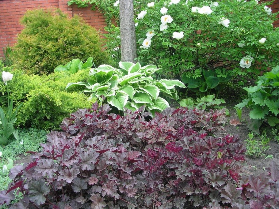 Теневыносливые кустарники для дачи