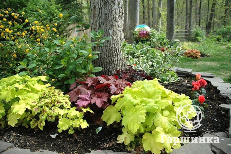 Миксбордер с хостой