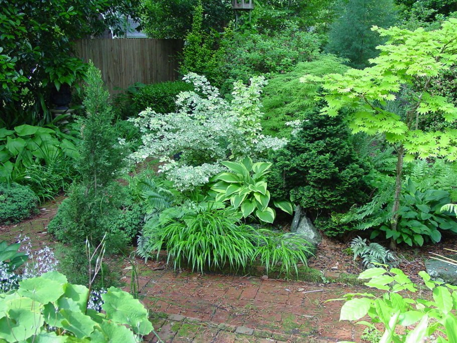 Цветник живучка хосты гортензии