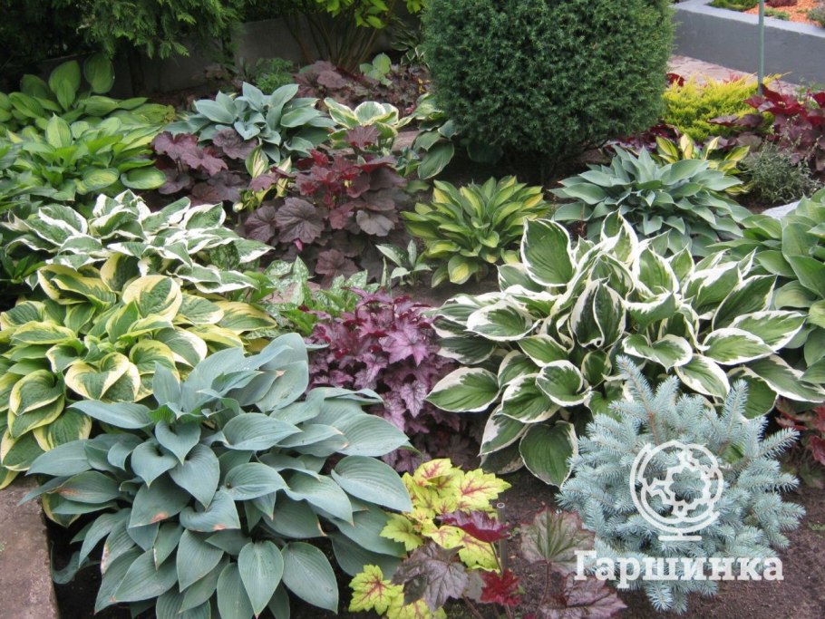 Почвопокровные и хосты