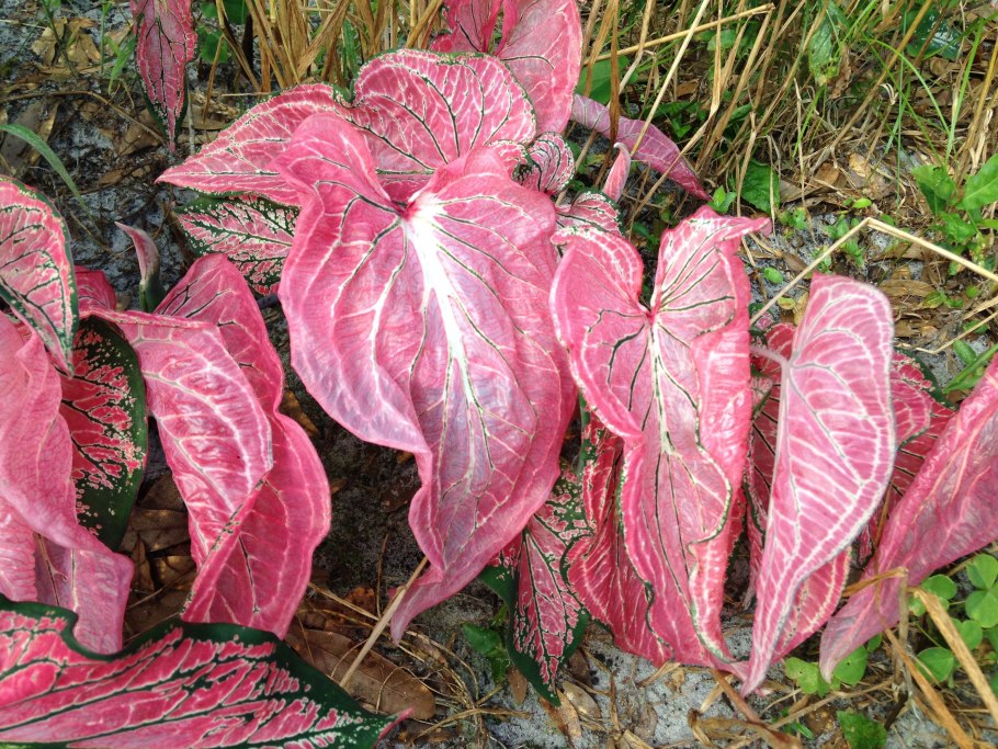 Каладиум Caladium