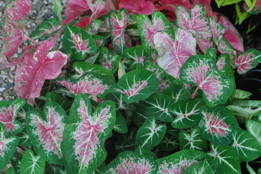 Каладиум Seafoam Pink