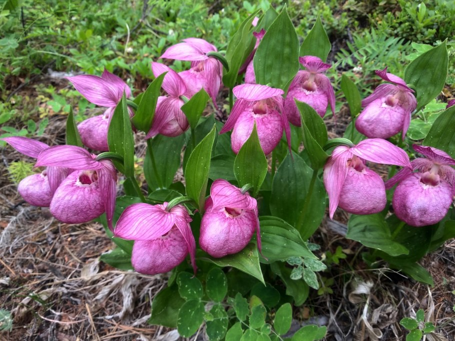 Сардаана и Ньургуьун