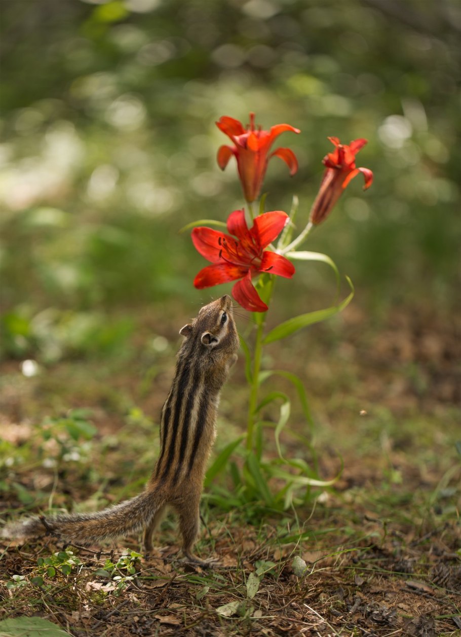 Венерин башмачок