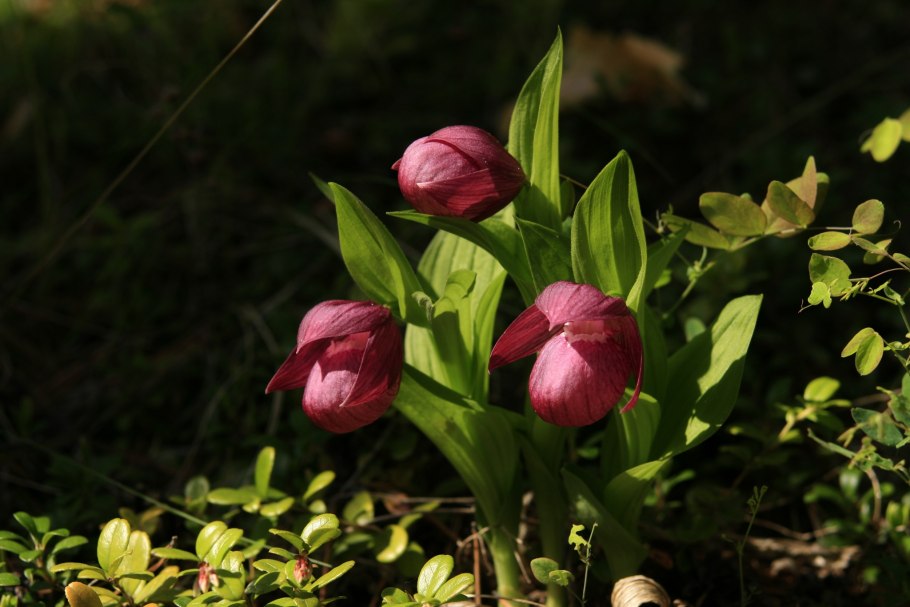 Венерин башмачок цветок в Якутии