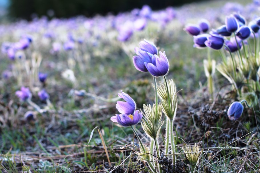 Горицвет Амурский весенний