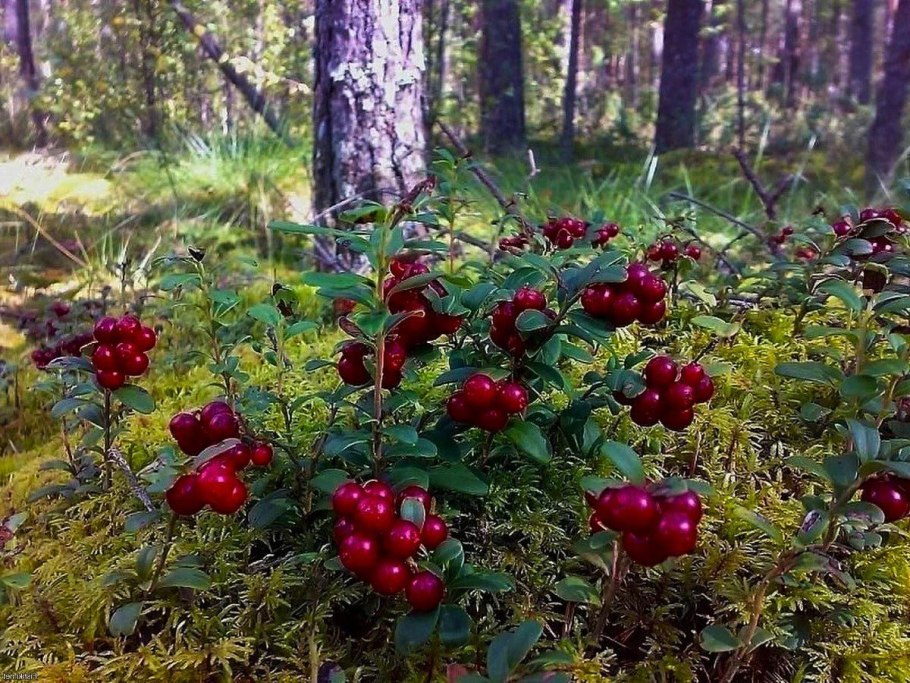 Цветок Кандык Сибирский