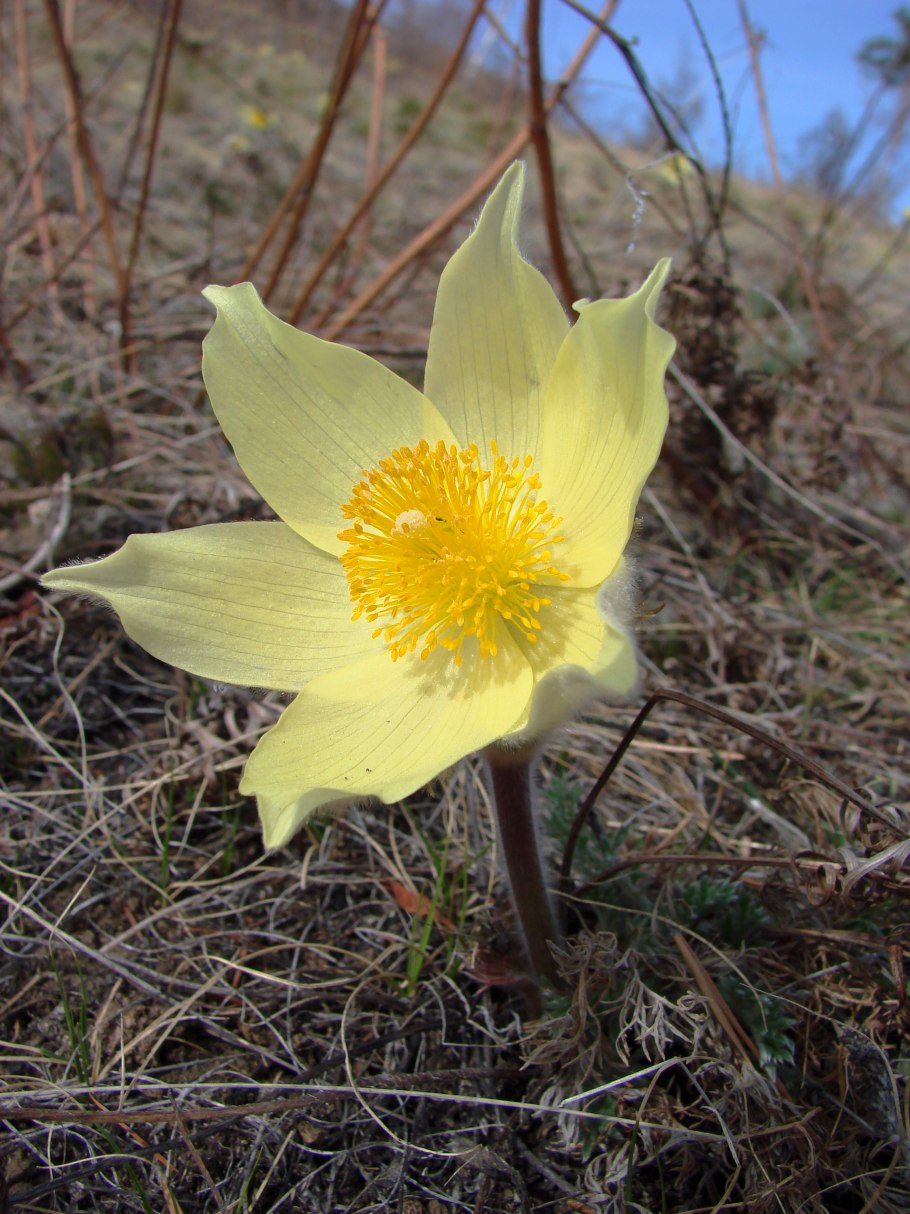 Растения и животные