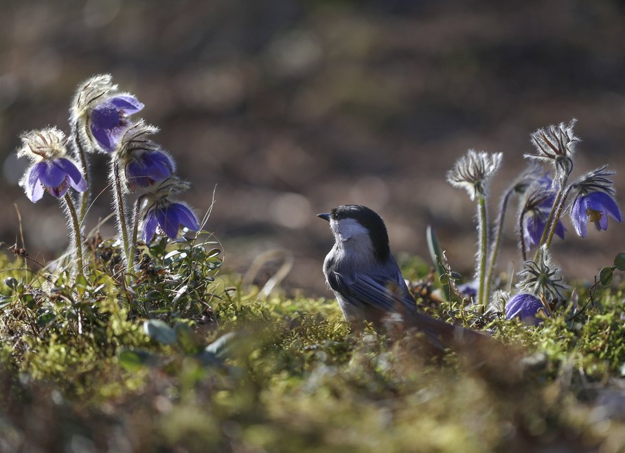 Варварин башмачок цветок
