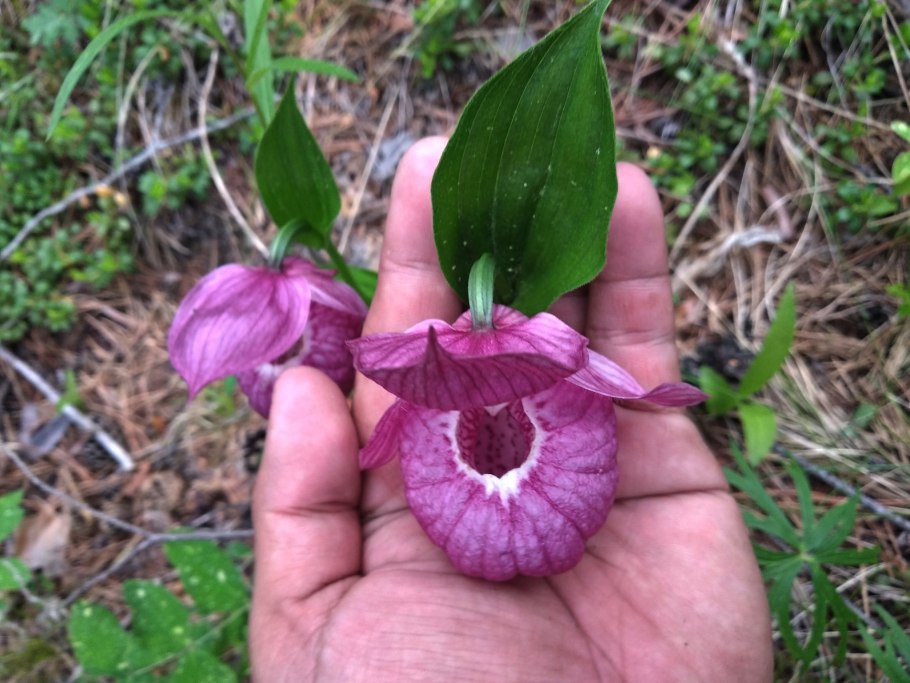 Башмачок крупноцветный