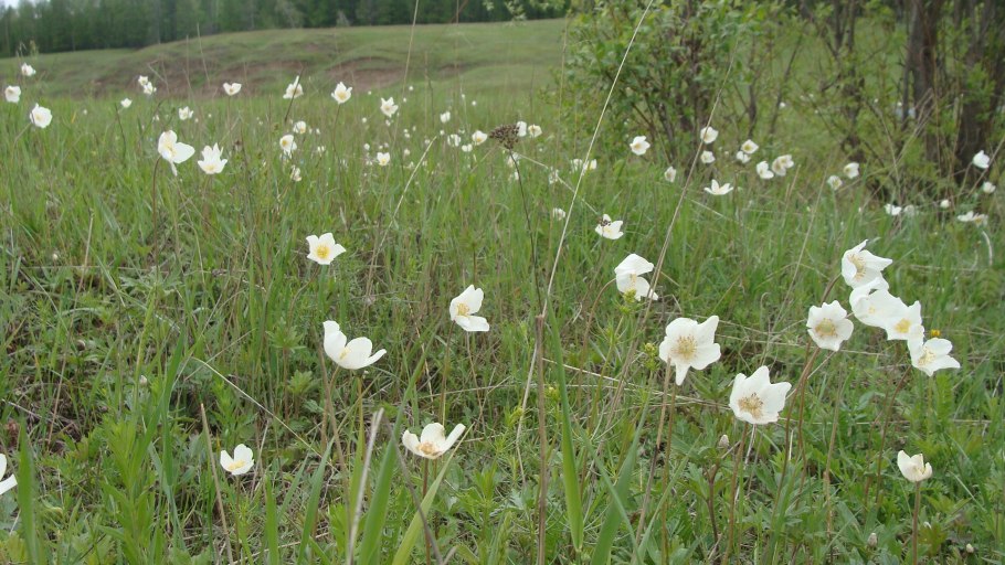Прострел - сон трава
