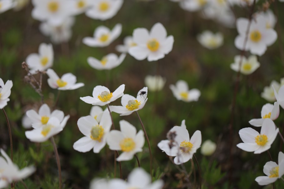 Циприпедиум Ulla Silkens