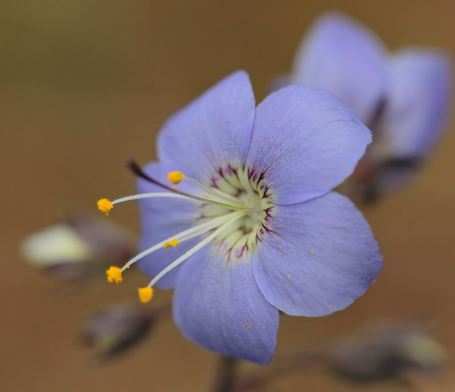 Весенние первоцветы Кандык Сибирский