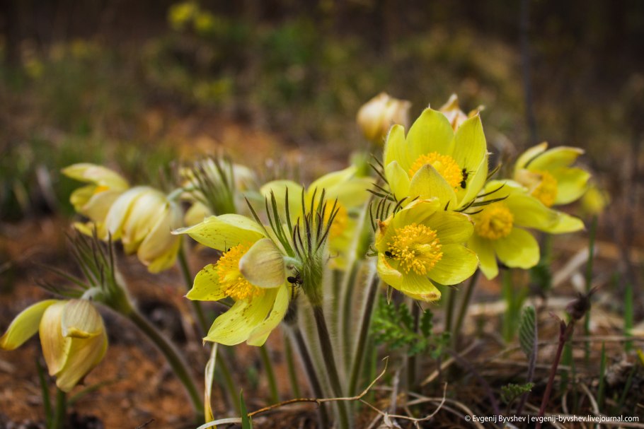 Горный Алтай подснежники