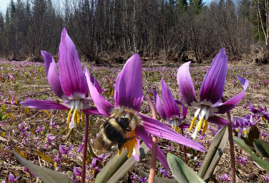 Орхидея Калипсо луковичная