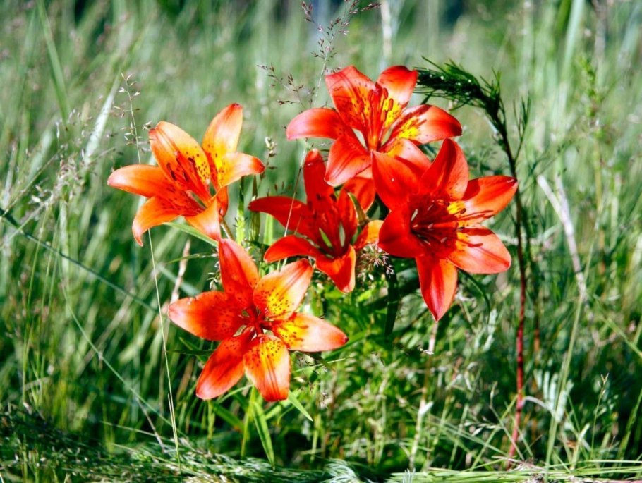 Прострел Сибирский