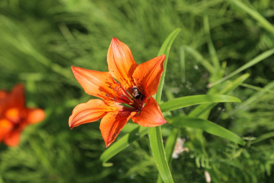 Венерин башмачок в Якутии