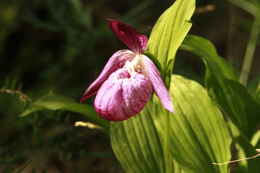 Лилия пенсильванская Даурская Lilium pensylvanicum