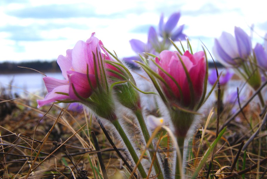 Флора Прибайкальского национального парка