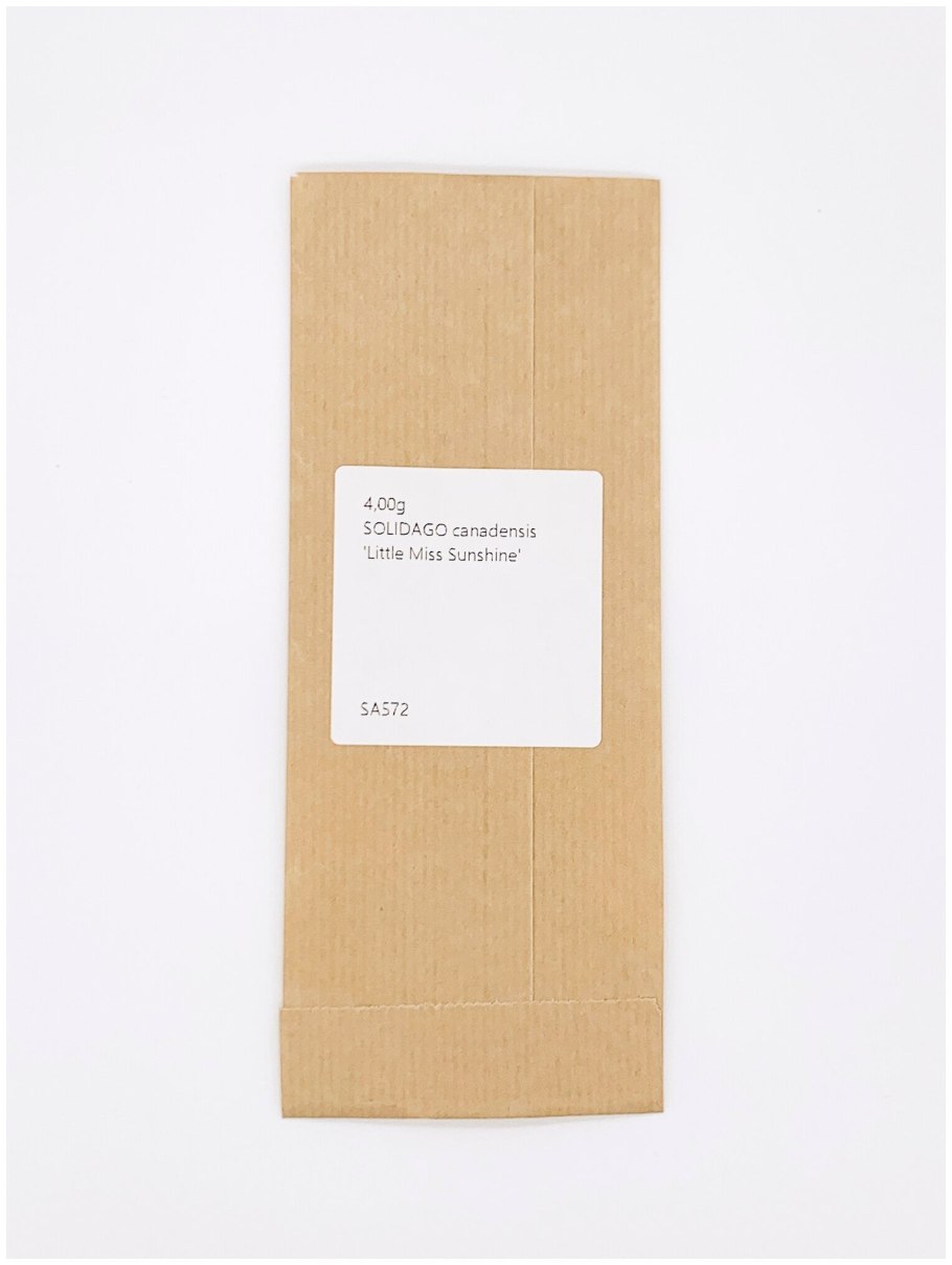 Золотарник (Solidago) Goldkind