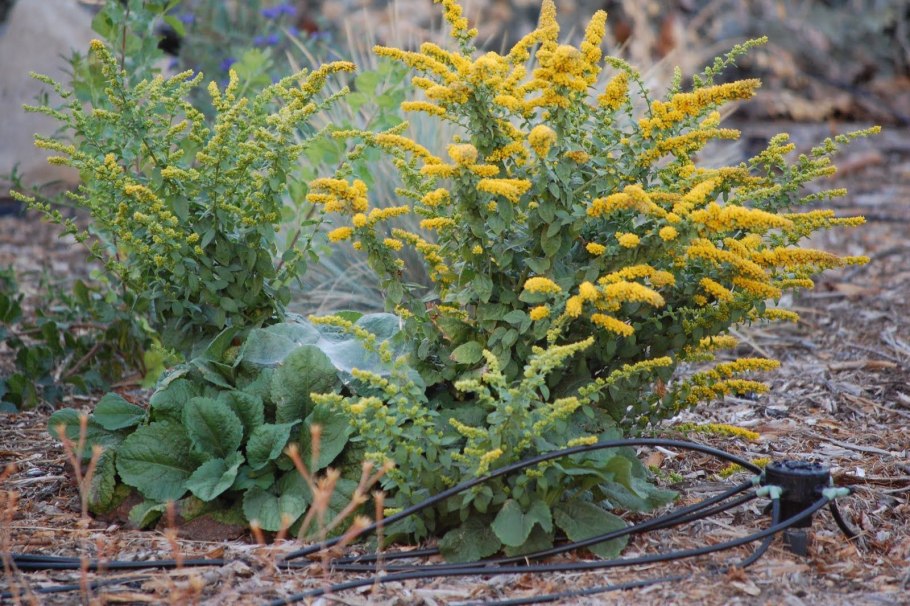 Solidago rugosa Fireworks
