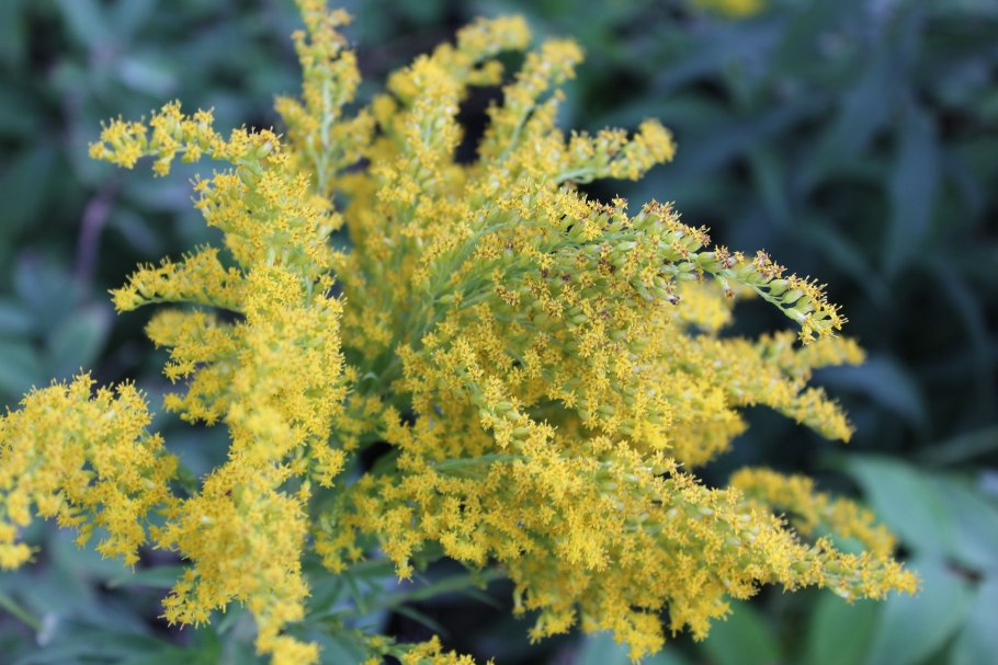 Амброзия полыннолистная