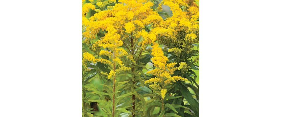 Золотарник канадский Goldkind