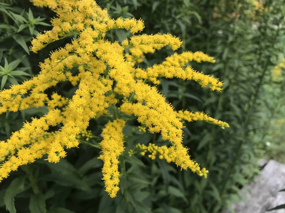 Золотарник Цитронелла