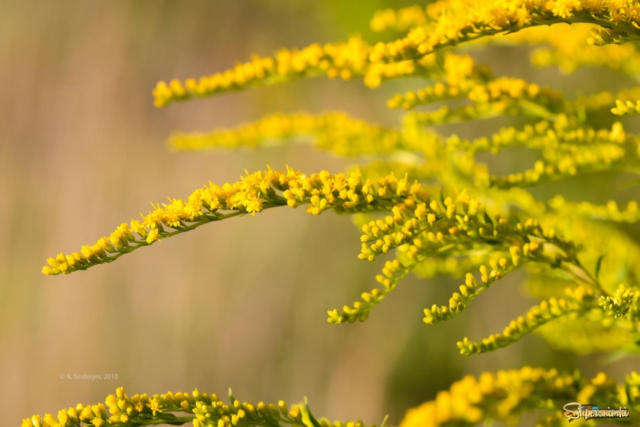 Солидаго на белом фоне